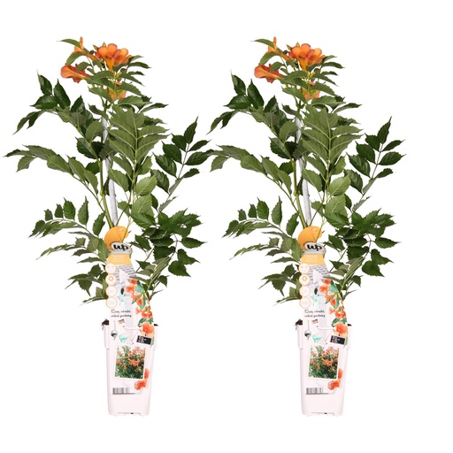 "2x - Campsis 'Indian Summer' - ↨65cm - Ø15 image"