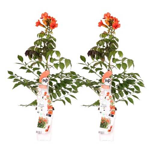 "2x - Campsis Summer Jazz 'Fire Trumpet' - ↨65cm - Ø15 image"