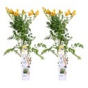 2x - Campsis Summer Jazz 'Gold Trumpet' - ↨65cm - Ø15