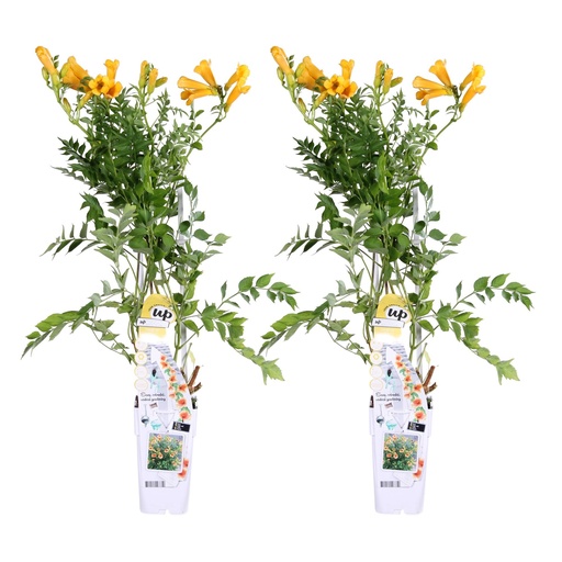 "2x - Campsis Summer Jazz 'Gold Trumpet' - ↨65cm - Ø15 image"