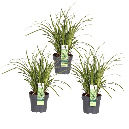 "3x - Carex morrowii 'Ice Dance' - ↨30cm - Ø14 image"