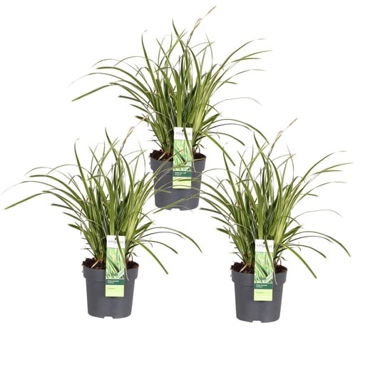 "Japan-Segge 'Ice Dance' 3er-Set (Carex morrowii) – winterhartes Ziergras, Topf-Ø 14 cm, Höhe ca. 30 cm image"