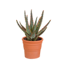  Hallo Zebrina Dannyz 10,5cm - in terracotta pot