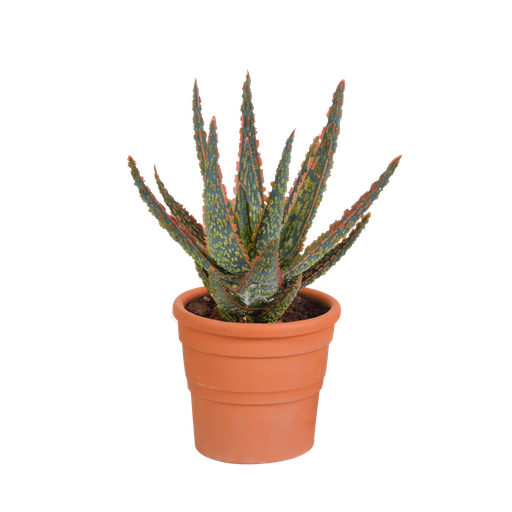 " Hallo Zebrina Dannyz 10,5cm - in terracotta pot image"