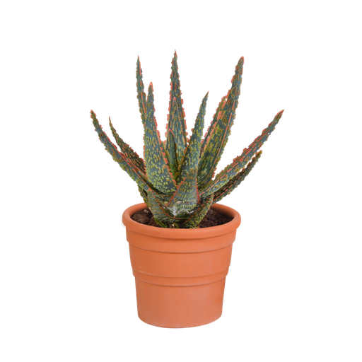 "Zebra-Aloe 'Zebrina' (Aloe zebrina) – pflegeleichte Zimmerpflanze, Höhe ca. 10,5 cm image"