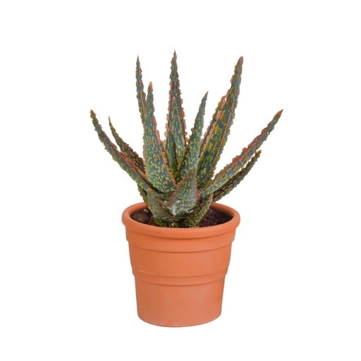 "Aloe 'Dannyz' (Aloe zebrina) – pflegeleichte Zimmerpflanze, im Terracotta-Topf image"