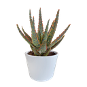  Hallo Zebrina Dannyz 10,5cm - in witte pot