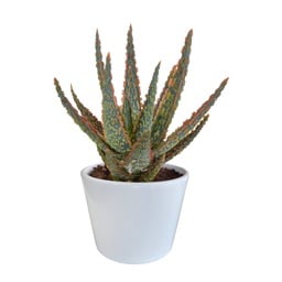 Aloe 'Dannyz' (Aloe zebrina) – pflegeleichte Zimmerpflanze, im weißen Topf