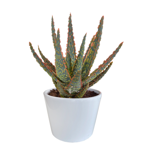 "Zebra-Aloe 'Zebrina' (Aloe zebrina) – pflegeleichte Zimmerpflanze, Höhe ca. 10,5 cm image"