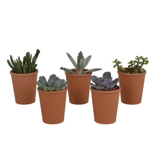 "Sukkulenten-Mix 5er-Set – pflegeleichte Zimmerpflanzen, Topf-Ø 5,5 cm, im Terrakotta-Topf image"