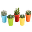  Kakteenmischung 5,5 cm - 5x - in gekleurde plasticpot