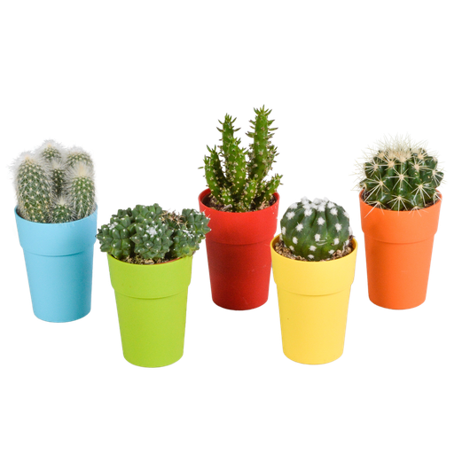 " Kakteenmischung 5,5 cm - 5x - in gekleurde plasticpot image"