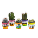  Kakteenmischung 5,5 cm - 5x - in Mexicaanse pot