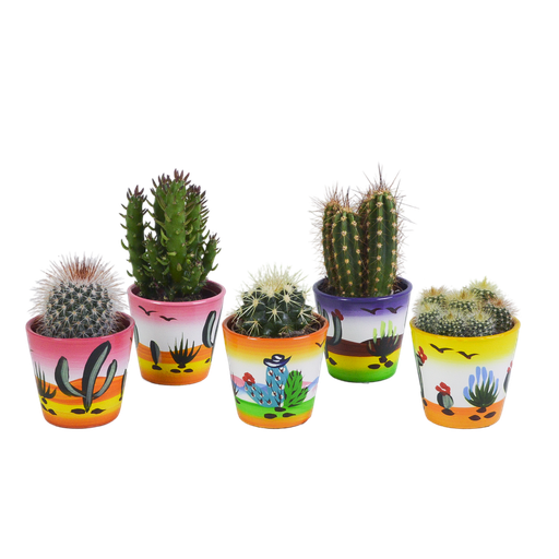 " Kakteenmischung 5,5 cm - 5x - in Mexicaanse pot image"
