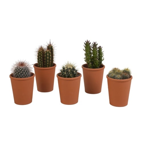 "Kakteen-Mix 5er-Set – pflegeleichte Zimmerpflanzen, Topf-Ø 5,5 cm, im Terrakotta-Topf image"