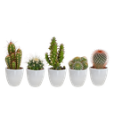  Kakteenmischung 5,5 cm - 5x - in witte pot