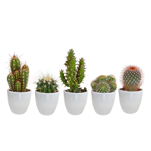 " Kakteenmischung 5,5 cm - 5x - in witte pot image"