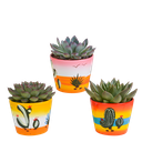  Echeveria-Mischung 8,5 cm - 3x - in Mexicaanse pot