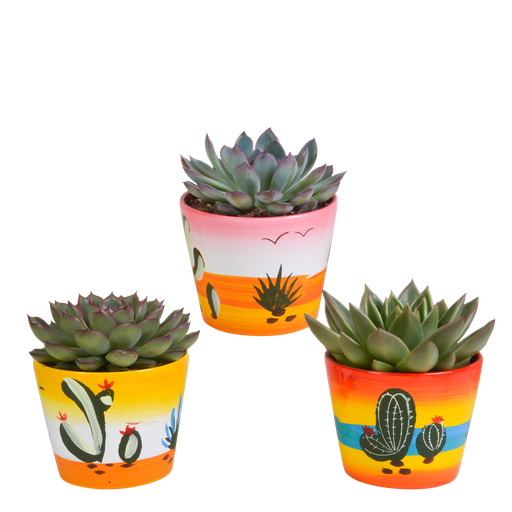 " Echeveria-Mischung 8,5 cm - 3x - in Mexicaanse pot image"
