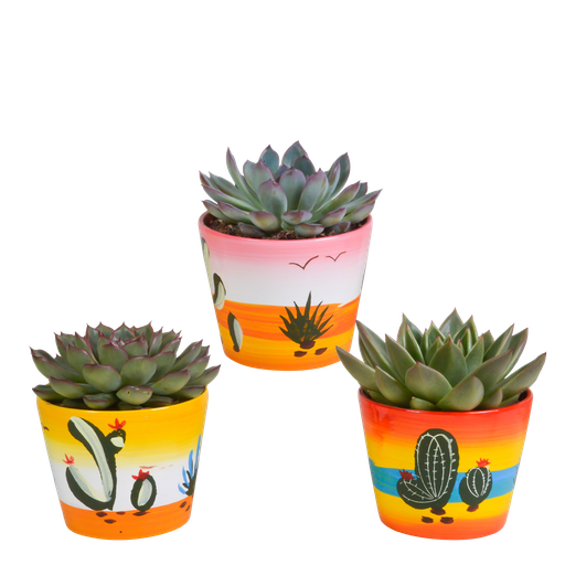 "Echeverie (Echeveria-mischung 8,5) – pflegeleichte Zimmerpflanze, Höhe ca. 8,5 cm image"