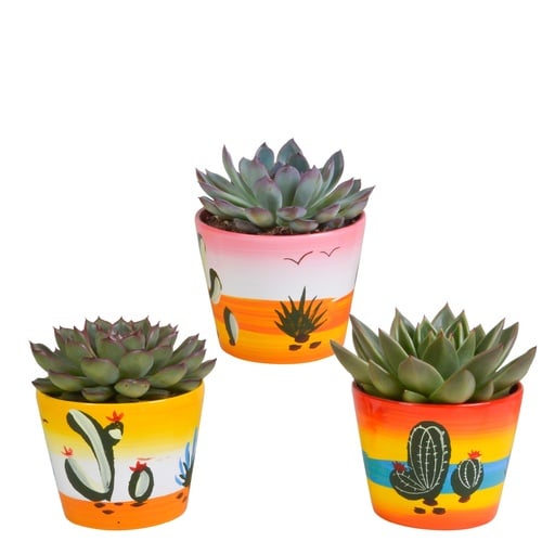 "Echeverien-Mix 3er-Set – pflegeleichte Zimmerpflanzen, Topf-Ø 8,5 cm, im mexikanischen Topf image"
