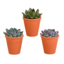  Echeveria-Mischung 8,5 cm - 3x - in terracotta pot