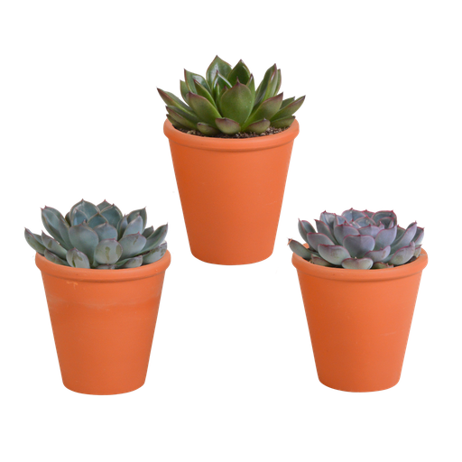 " Echeveria-Mischung 8,5 cm - 3x - in terracotta pot image"