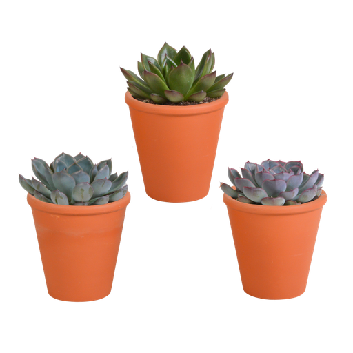 "Echeverie (Echeveria-mischung 8,5) – pflegeleichte Zimmerpflanze, Höhe ca. 8,5 cm image"