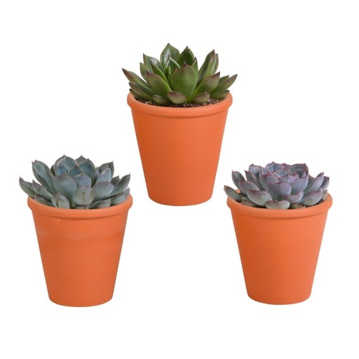 "Echeverien-Mix 3er-Set – pflegeleichte Zimmerpflanzen, Topf-Ø 8,5 cm, im Terrakotta-Topf image"