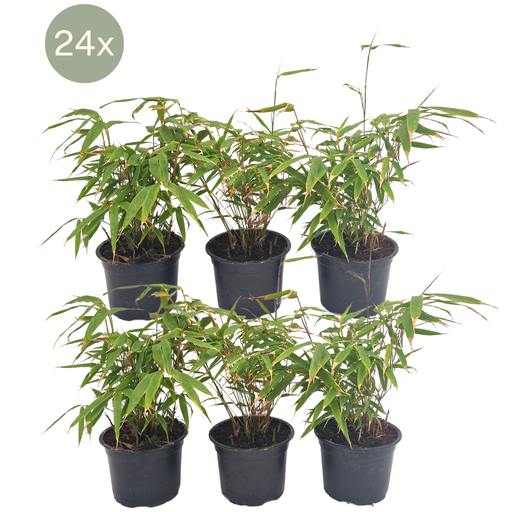 "24 x Fargesia Rufa - Ø13 cm - ↕25 cm image"