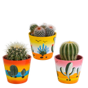 Bolcactus-Mischung 8,5 cm - in Mexicaanse pot