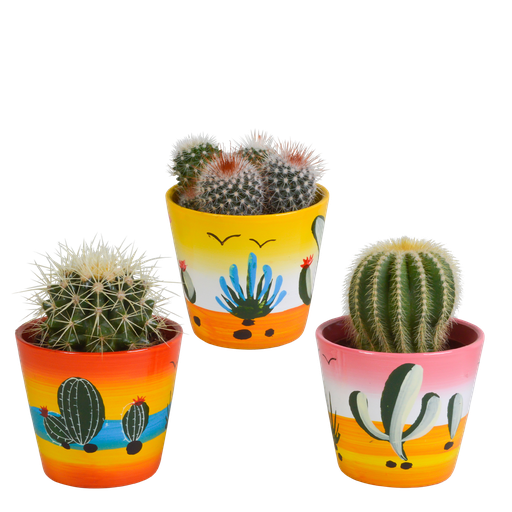 "Bolcactus-Mischung 8,5 cm - in Mexicaanse pot image"