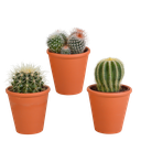 Bolcactus-Mischung 8,5 cm - in terracotta pot