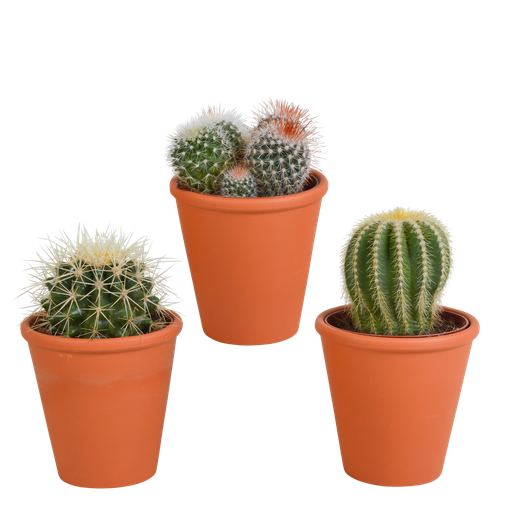 "Bolcactus-Mischung 8,5 cm - in terracotta pot image"