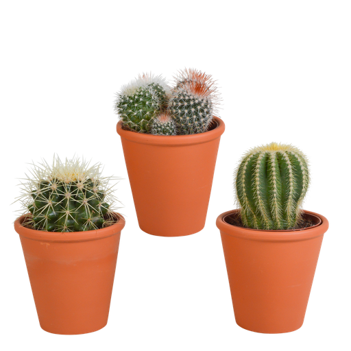 "Bolcactus-Mischung (Bolcactus-mischung 8,5) – pflegeleichte Zimmerpflanze, Höhe ca. 8,5 cm image"