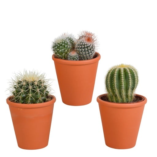 "Kugelkakteen-Mix 3er-Set – pflegeleichte Zimmerpflanzen, Topf-Ø 8,5 cm, im Terrakotta-Topf image"