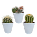 Bolcactus-Mischung 8,5 cm - in witte pot