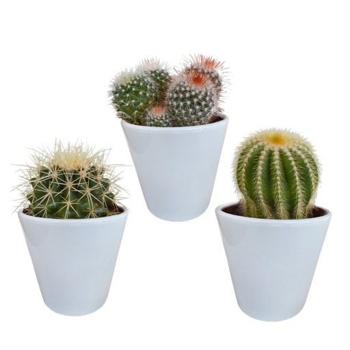 "Bolcactus-Mischung 8,5 cm - in witte pot image"