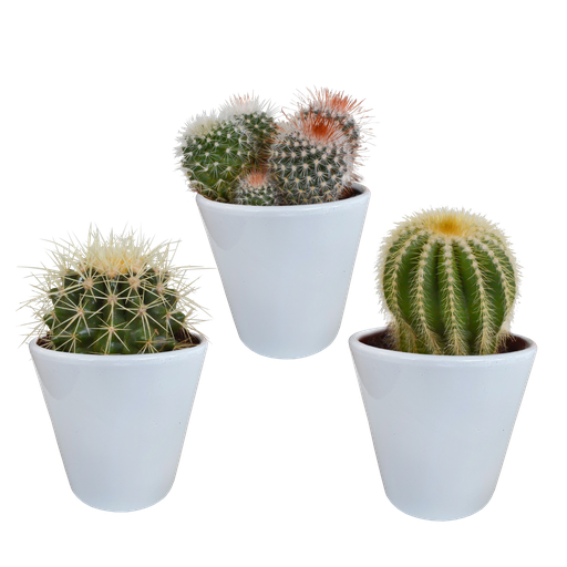 "Bolcactus-Mischung (Bolcactus-mischung 8,5) – pflegeleichte Zimmerpflanze, Höhe ca. 8,5 cm image"