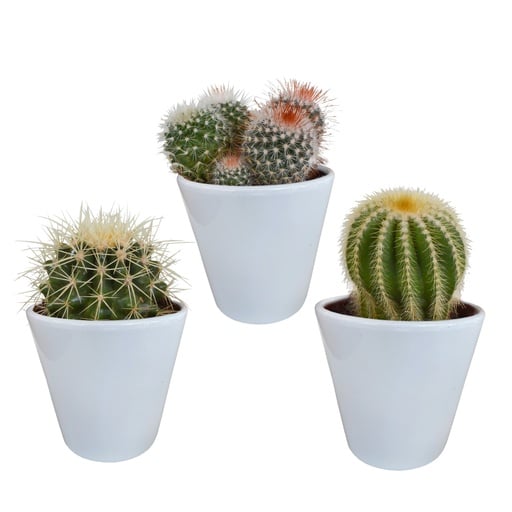 "Kugelkakteen-Mix 3er-Set – pflegeleichte Zimmerpflanzen, Topf-Ø 8,5 cm, im weißen Topf image"