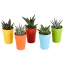 Gasteria/Haworthia-Mischung 5,5cm - 5x - in gekleurde plasticpot