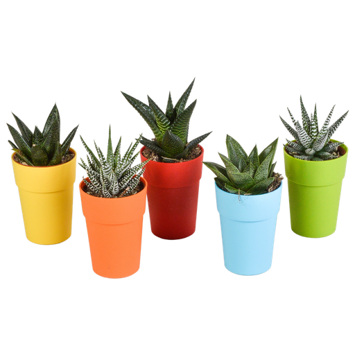 "Gasterie (Gasteria bicolor) – pflegeleichte Zimmerpflanze, Höhe ca. 5,5 cm image"