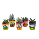 Gasteria/Haworthia-Mischung 5,5cm - 5x - in Mexicaanse pot