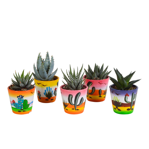 "Gasterie (Gasteria bicolor) – pflegeleichte Zimmerpflanze, Höhe ca. 5,5 cm image"