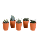 Gasteria/Haworthia-Mischung 5,5cm - 5x - in terracotta pot