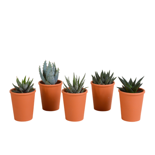 "Gasteria/Haworthia-Mischung 5,5cm - 5x - in terracotta pot image"