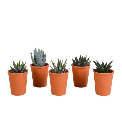 "Gasterie (Gasteria bicolor) – pflegeleichte Zimmerpflanze, Höhe ca. 5,5 cm image"