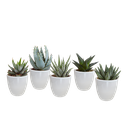 Gasteria/Haworthia-Mischung 5,5cm - in witte pot - 5x