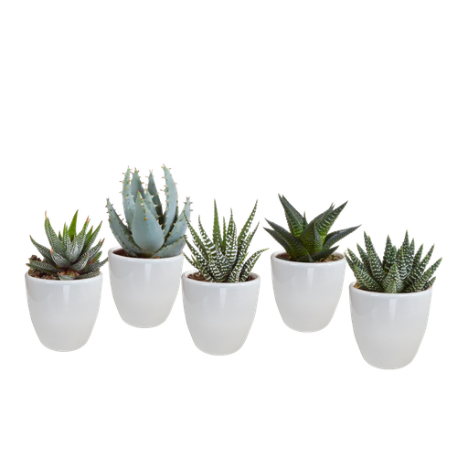 "Gasteria/Haworthia-Mischung 5,5cm - in witte pot - 5x image"