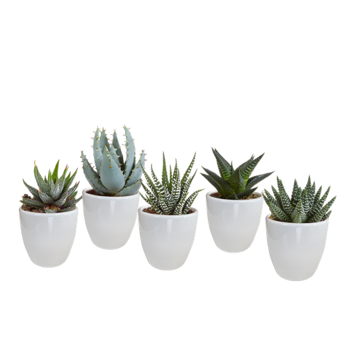 "Gasterie (Gasteria bicolor) – pflegeleichte Zimmerpflanze, Höhe ca. 5,5 cm image"